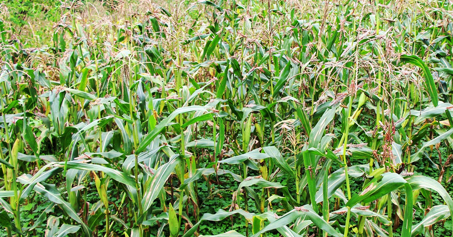कैलाली र डडेल्धुरामा सलह किरा