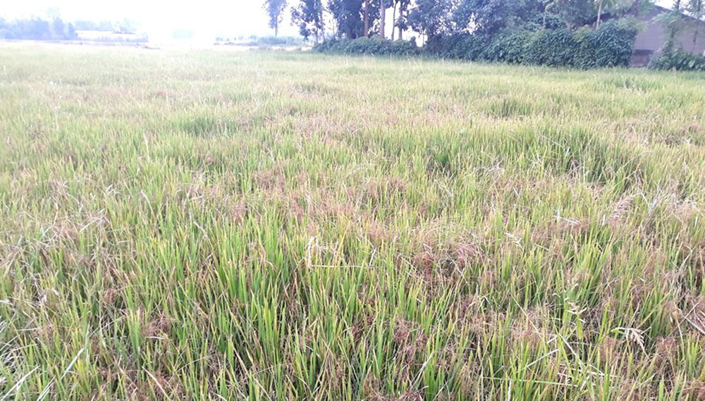 कञ्चनपुरमा धानबालीमा फड्के किराको प्रकोप
