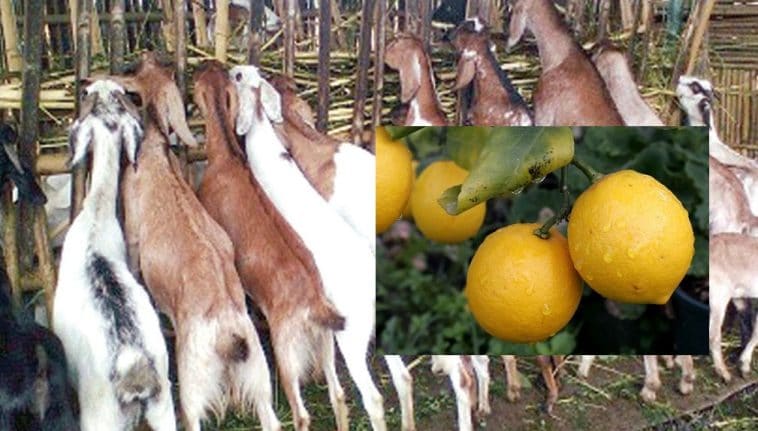 कोरोना कहरले फेरियो कञ्चनपुरका व्यवसायीको व्यवसाय