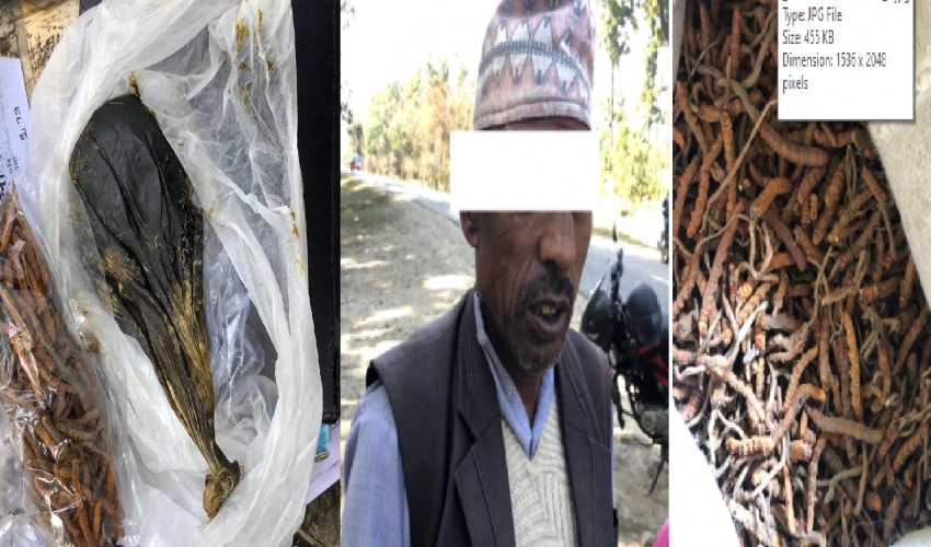 भालुको पित्त र यार्सागुम्बा सहित कञ्चनपुरबाट १ जना पक्राउ