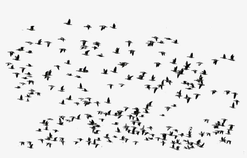 काठमाडौँ उपत्यकामा सहरी पक्षीको सङ्ख्यामा वृद्धि