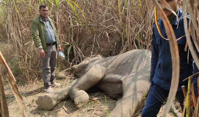 कञ्चनपुरमा जङ्गली हात्ती मृत भेटियो