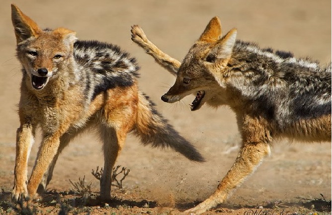 कञ्चनपुरमा स्यालले टोक्दा ६ जना घाइते