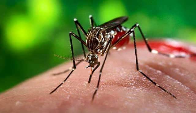 डेंगीको महामारी नियन्त्रण बाहिर, २१ हजार बढी संक्रमित, २७ जनाको मृत्यु