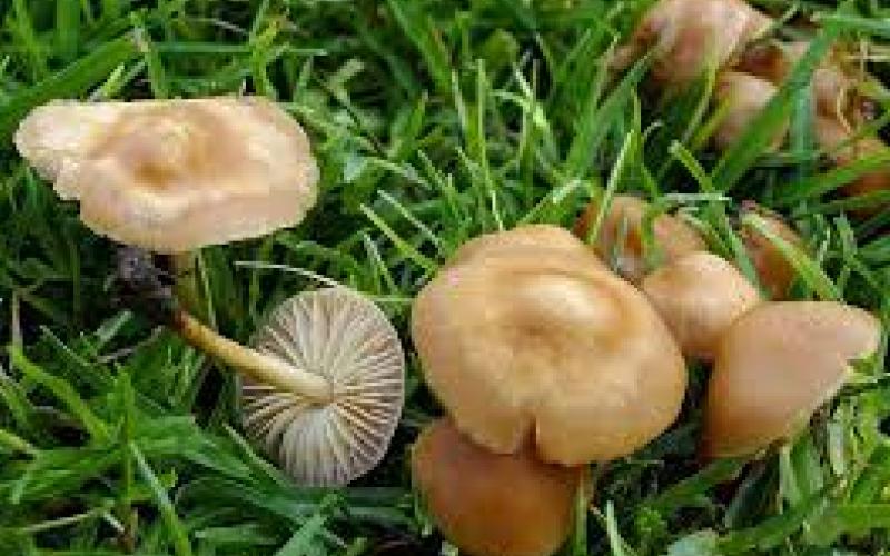 विषालु च्याउ खाँदा एकै परिवारका पाँच जना बिरामी