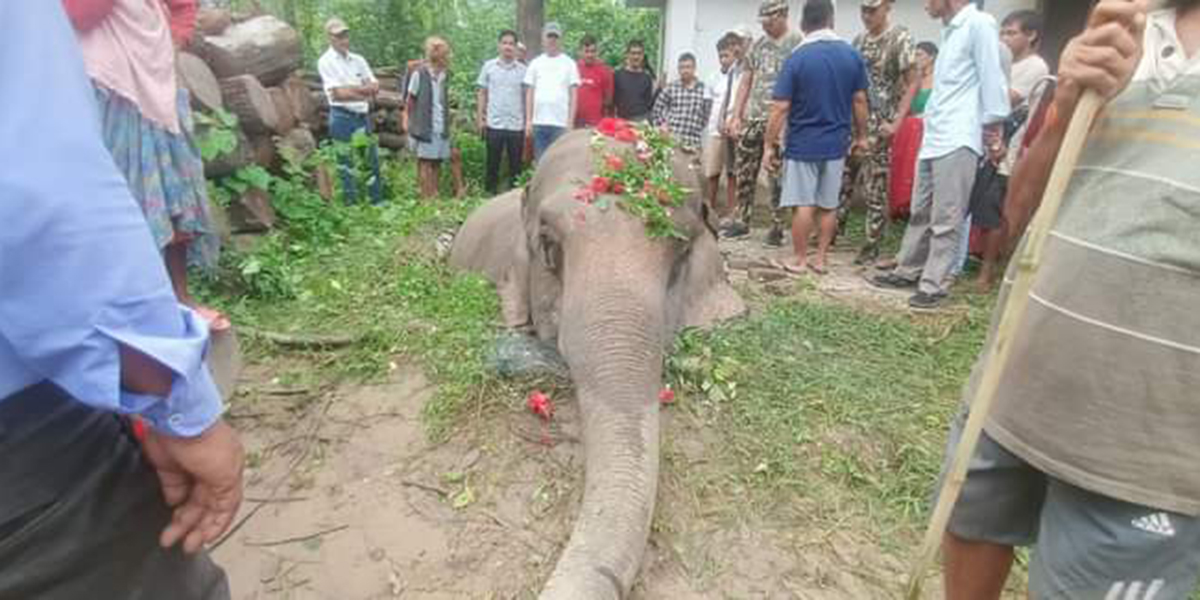 सेप्टी ट्यांकीमा परेर जंगली हात्तीको मृत्यु