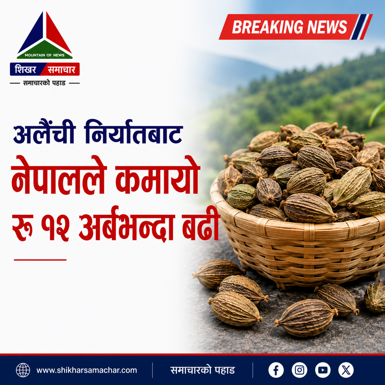 अलैंची निर्यातबाट नेपालले कमायो रु १२ अर्बभन्दा बढी