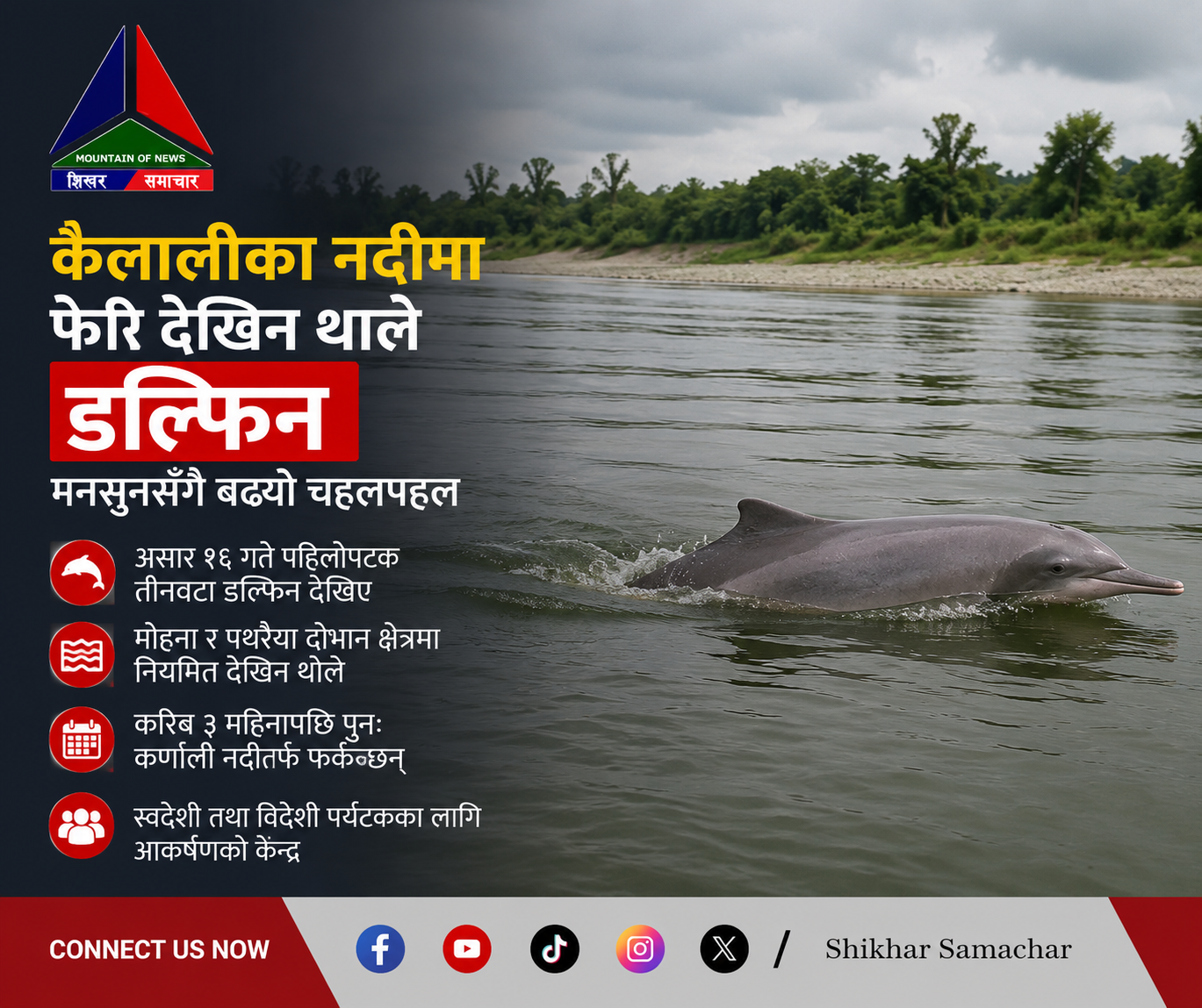 कैलालीका नदीमा फेरि देखिन थाले डल्फिन, मनसुनसँगै बढ्यो चहलपहल