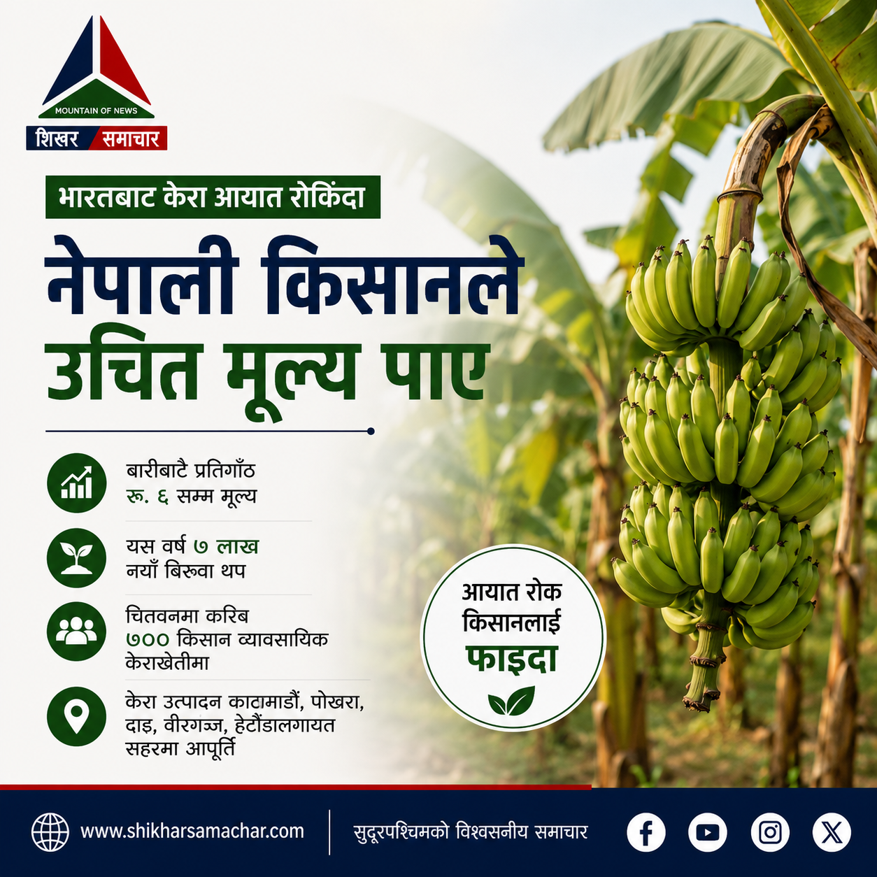 भारतबाट केरा आयात रोकिँदा नेपाली किसान उत्साहित, उचित मूल्य पाएपछि उत्पादन विस्तार