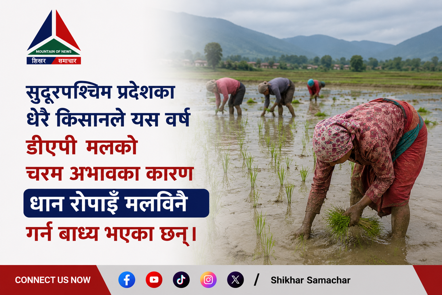 डीएपी अभावका बीच सुदूरपश्चिममा मलविनै रोपाइँ, युरिया भने साउनको सुरुमै आउने अपेक्षा